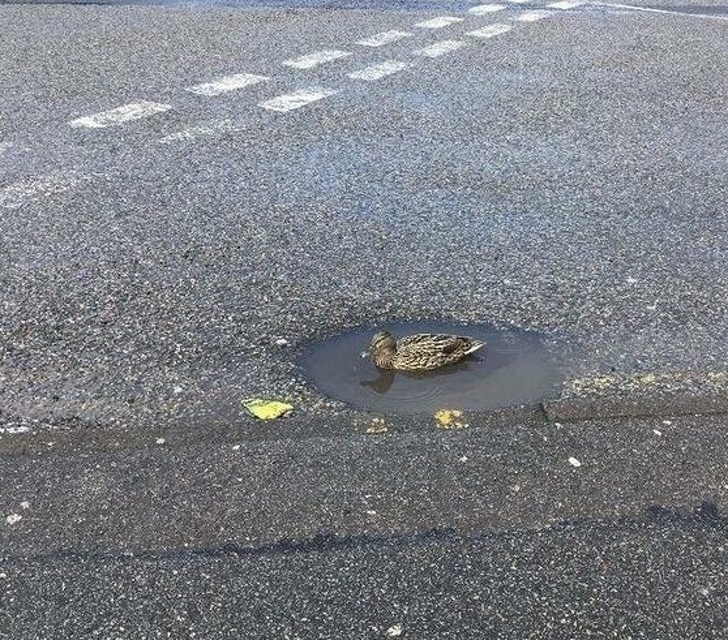 Illustration de l'article : Ces 12 photos de personnes ne voulant pas faire comme tout le monde