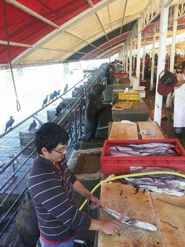 Illustration de l'article : Qui a vraiment le niveau pour trouver l'intrus sur ces 100 photos ? 