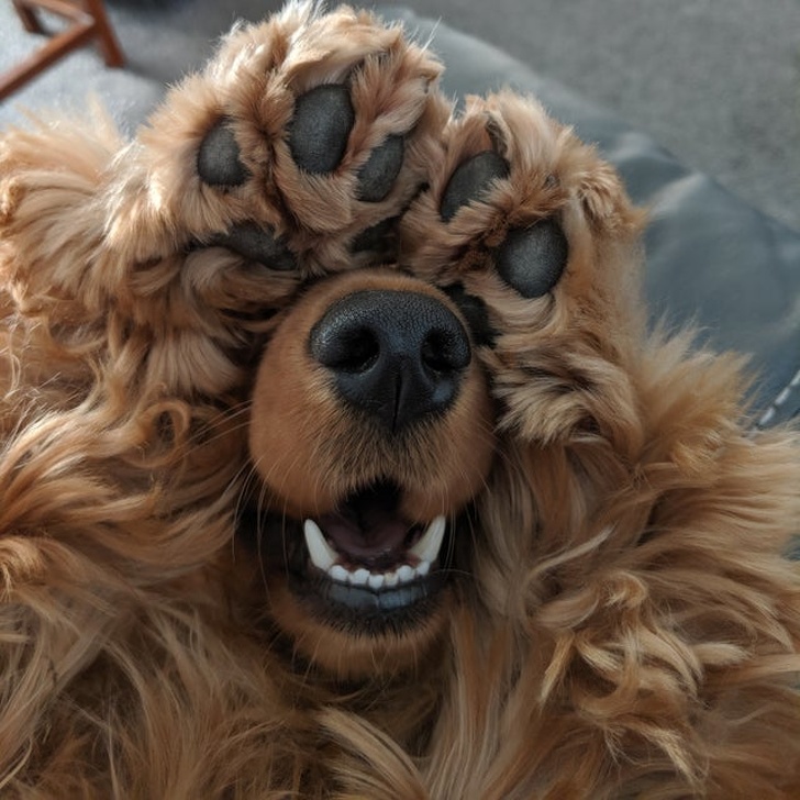 Illustration de l'article : Ces 24 photos qui montrent la joie de vivre