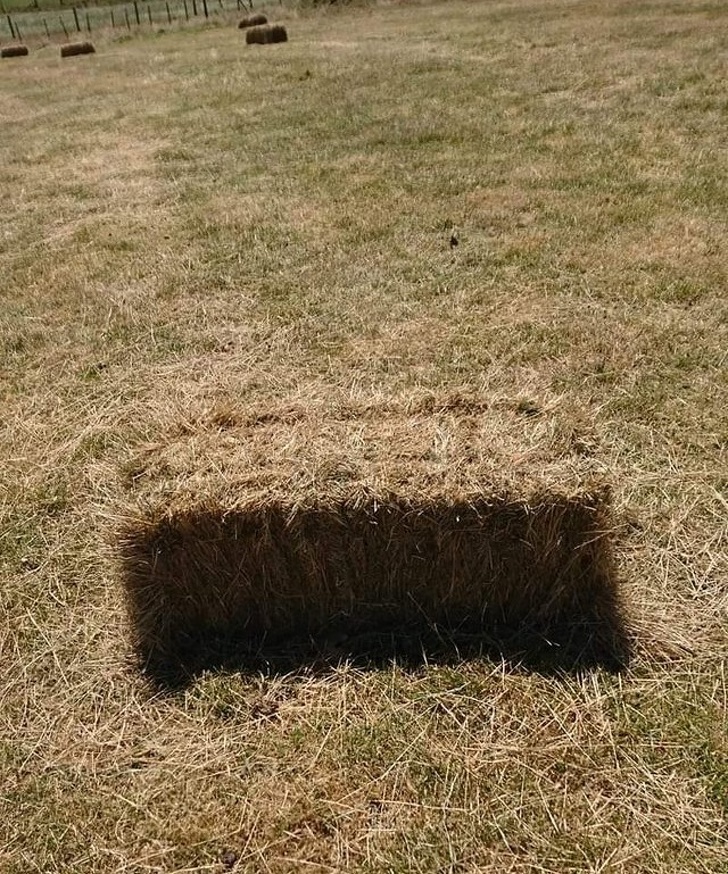 Illustration de l'article : Ces 20 photos qui ont été prises au plus parfait des moments