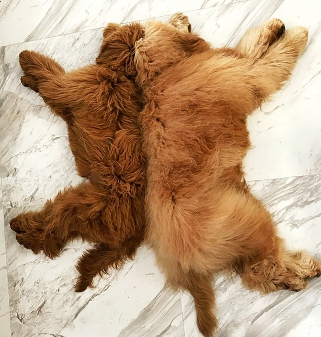 Illustration de l'article : Ces 21 choses que l’on ne voit pas souvent