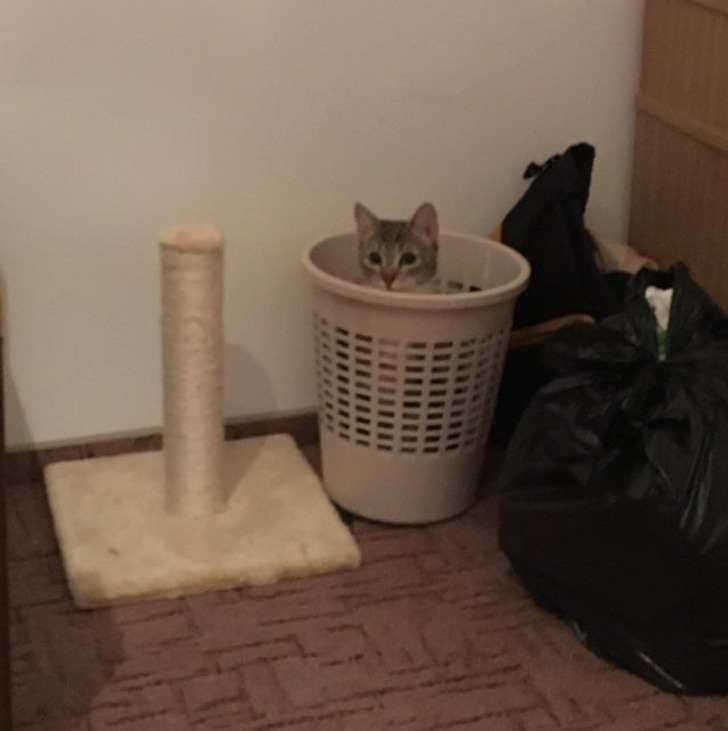 Illustration de l'article : Ces 19 photos de chats qui défient toutes les lois établies