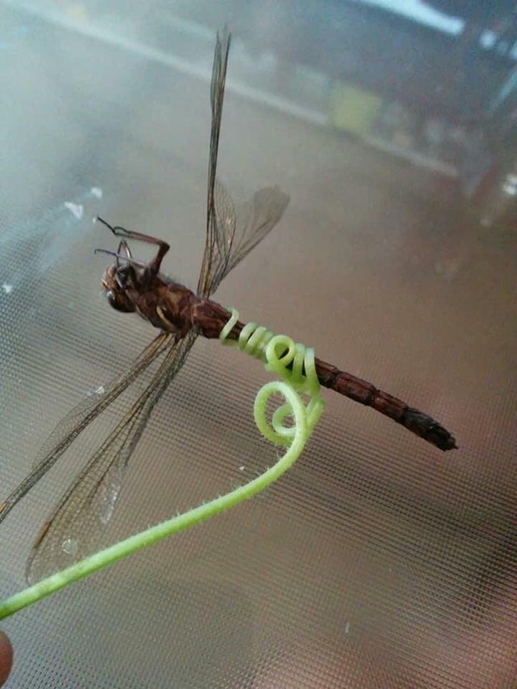 Illustration de l'article : Ces 16 photos dont il est difficile de comprendre la situation