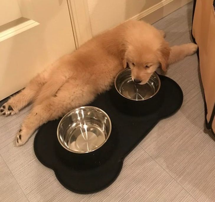 Illustration de l'article : Ces 20 animaux qui font tout pour faire croire qu'ils ont une vie très fatigante