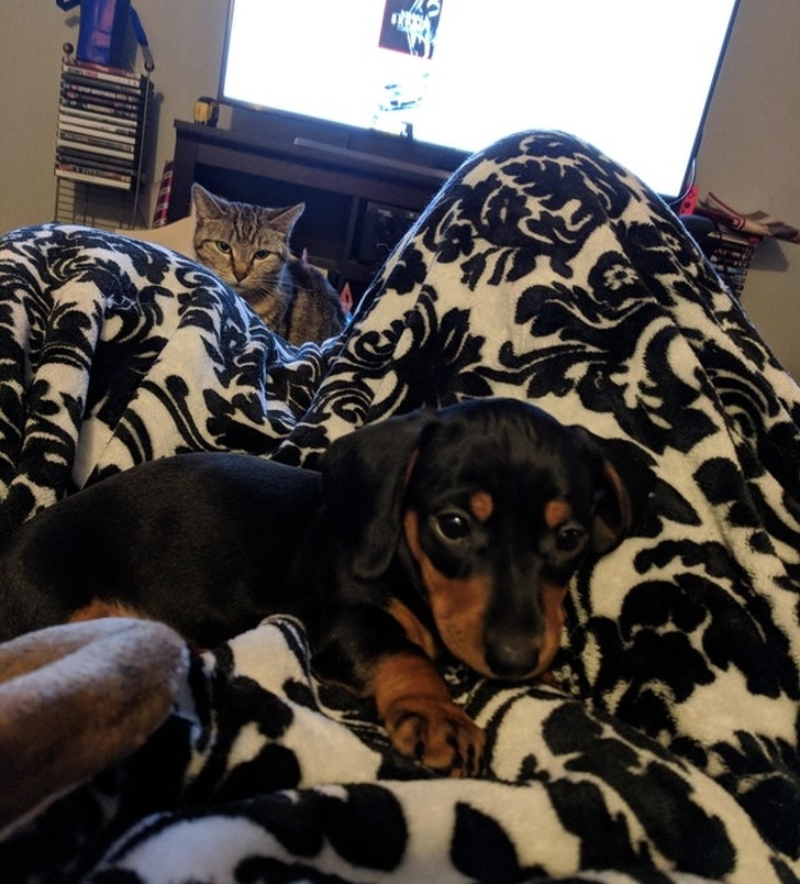 Illustration de l'article : Ces 13 photos qui montrent la jalousie dans le monde