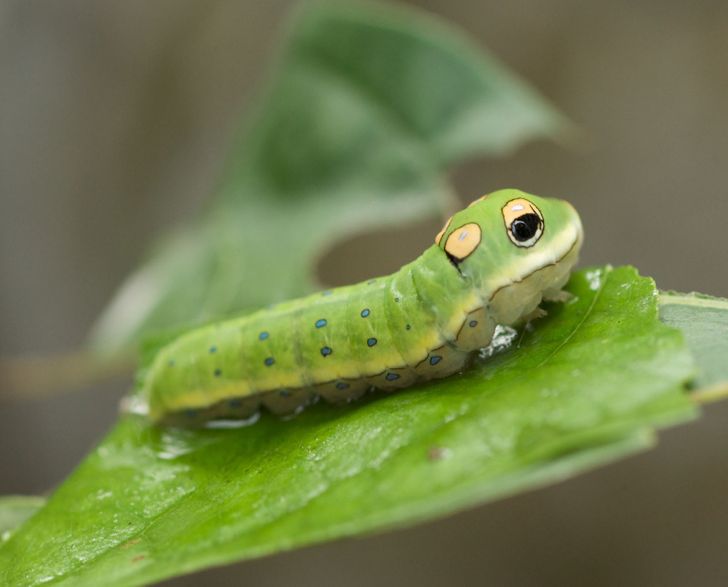 Illustration de l'article : Ces 17 photos qui montrent à quel point la nature est riche