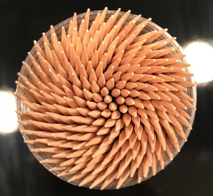 Illustration de l'article : Ces 20 photos qui montrent que la nature est bien faite