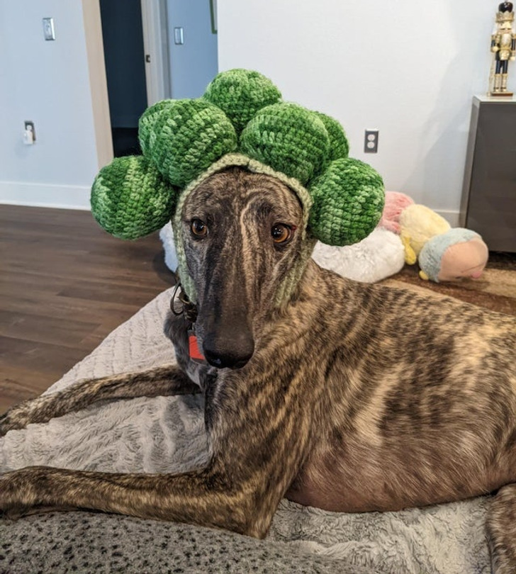 Illustration de l'article : Ces 20 photos qui illustrent le très mauvais goût de certaines personnes