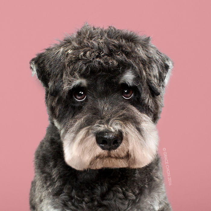 Illustration de l'article : 16 chiens photographiés avant et après une bonne coupe pour l'été !
