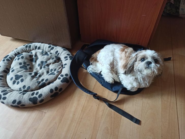 Illustration de l'article : Ces 15 photos de chiens qui se prennent pour des chats