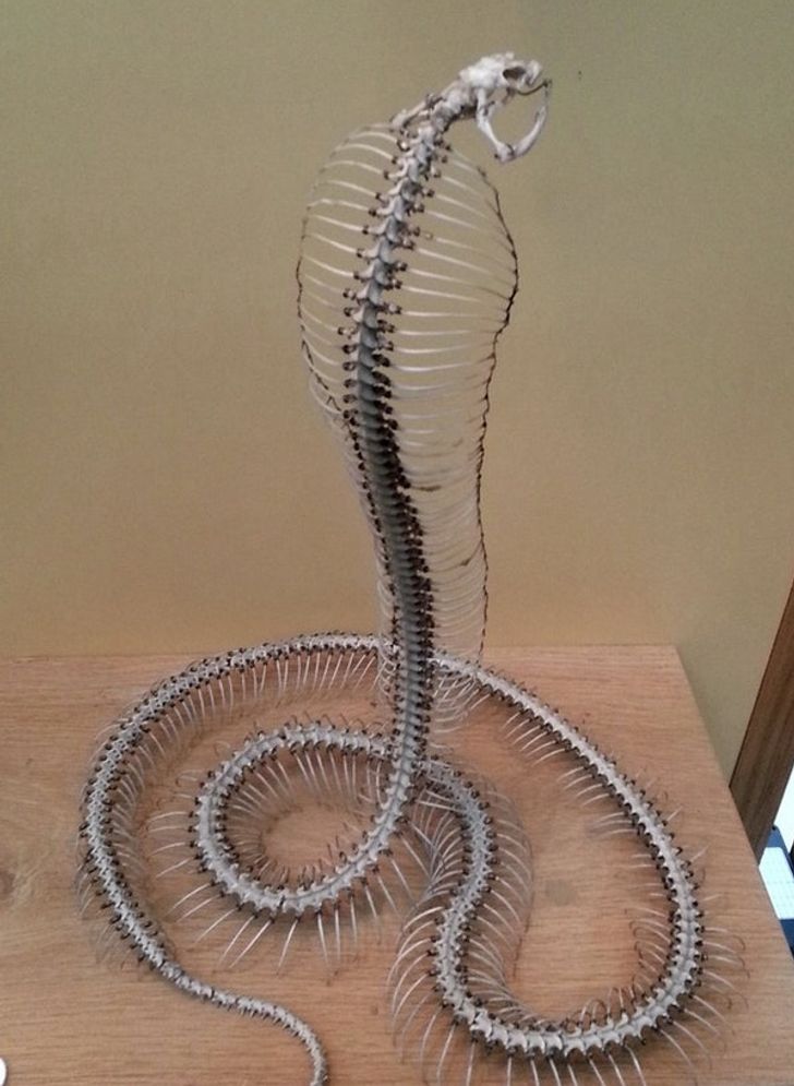 Illustration de l'article : Ces 20 photos illustrant quelques frayeurs de la nature