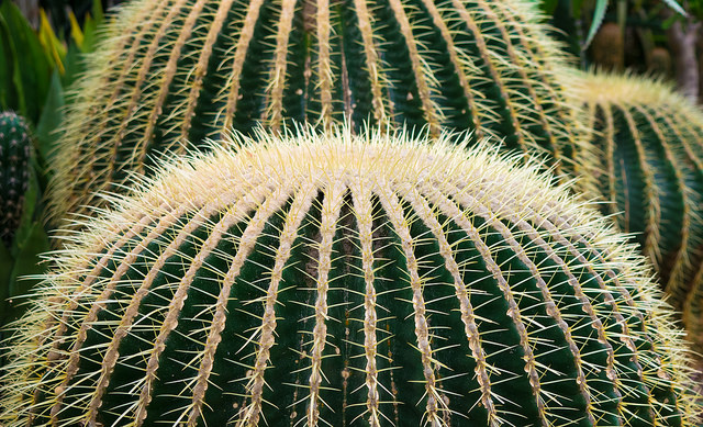 Illustration de l'article : La nature crée de merveilleuses œuvres d’art, comme le montrent ces 31 photos