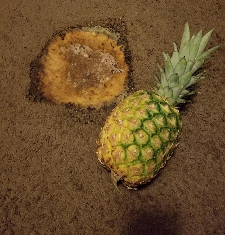 Illustration de l'article : Ces 22 photos qui repoussent l'envie d'avoir un colocataire