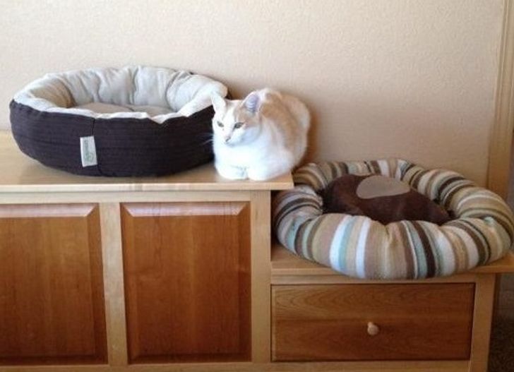 Illustration de l'article : Ces 20 animaux qui font tout pour faire croire qu'ils ont une vie très fatigante