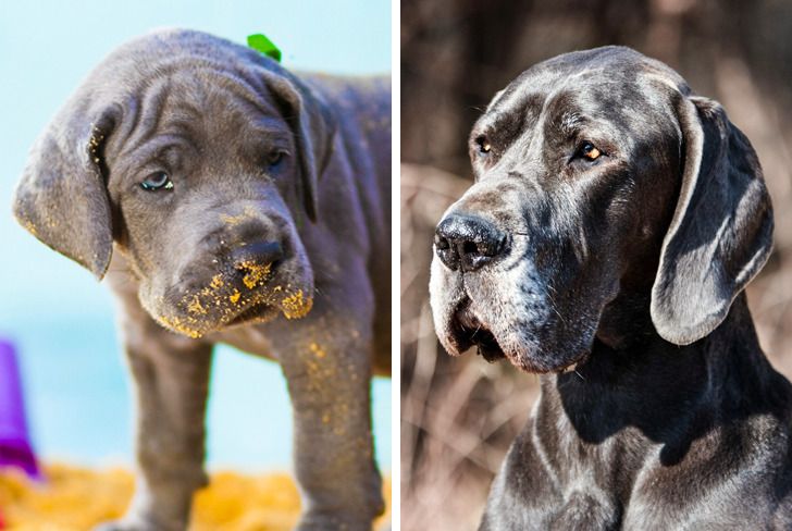 Illustration de l'article : Ces 20 photos de chiots devenus des molosses