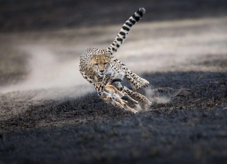 Illustration de l'article : Cette sélection des 19 plus belles photos de 2018