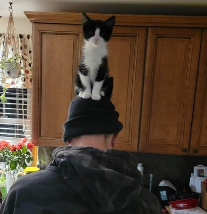 Illustration de l'article : Ces 19 photos de chats qui défient toutes les lois établies