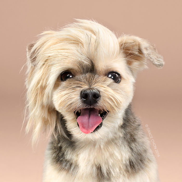 Illustration de l'article : 16 chiens photographiés avant et après une bonne coupe pour l'été !