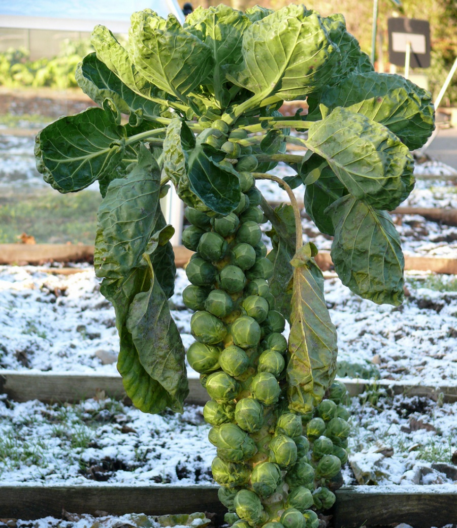 Illustration de l'article : 16 fruits et l&eacute;gumes que vous ne sauriez probablement pas reconna&icirc;tre dans la nature 