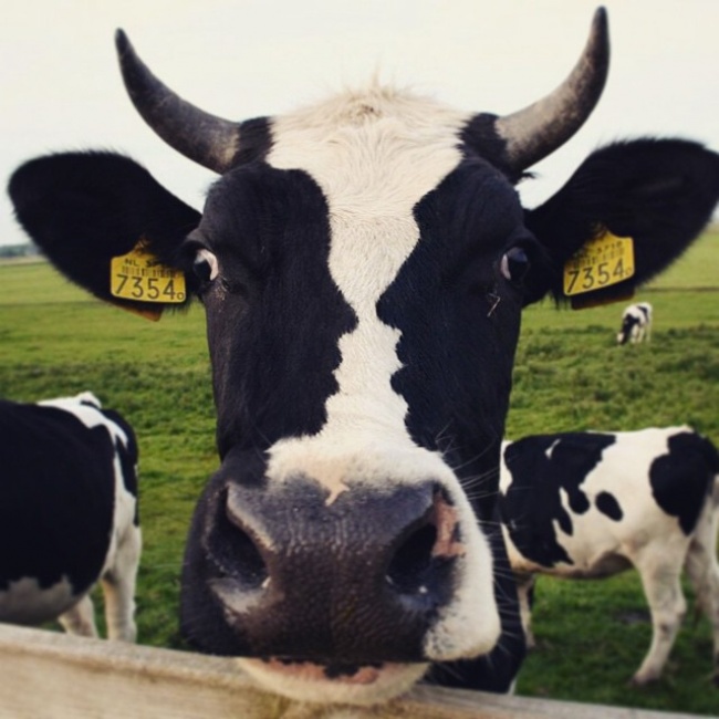 Illustration de l'article : 22 situations qui vont vous faire regarder &agrave; deux fois chaque photo