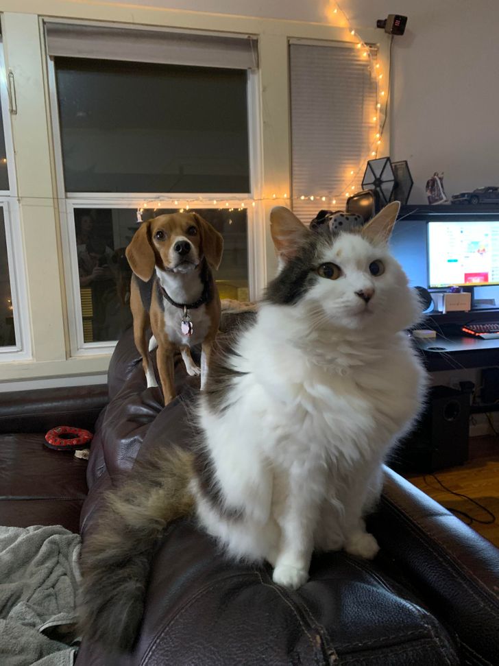 Illustration de l'article : Ces 15 photos de chiens qui se prennent pour des chats