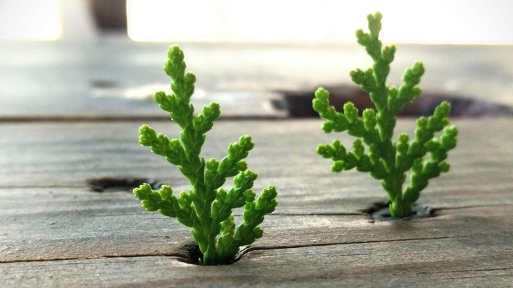 Illustration de l'article : Ces 24 photos qui montrent que la nature reprend toujours le dessus