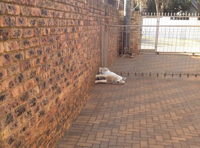 Illustration de l'article : Ferez-vous partie des 1% de personnes n’ayant pas ri devant ces 22 photos ?