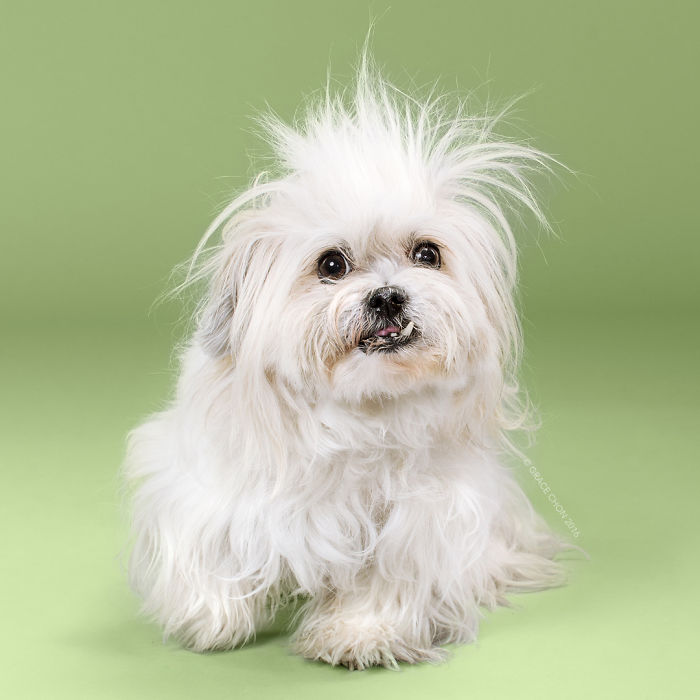 Illustration de l'article : 16 chiens photographiés avant et après une bonne coupe pour l'été !