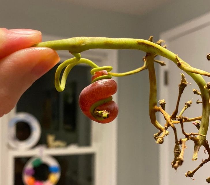 Illustration de l'article : Ces 18 fois où la nature s'est surpassée