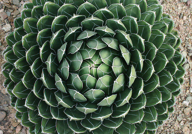 Illustration de l'article : La nature crée de merveilleuses œuvres d’art, comme le montrent ces 31 photos