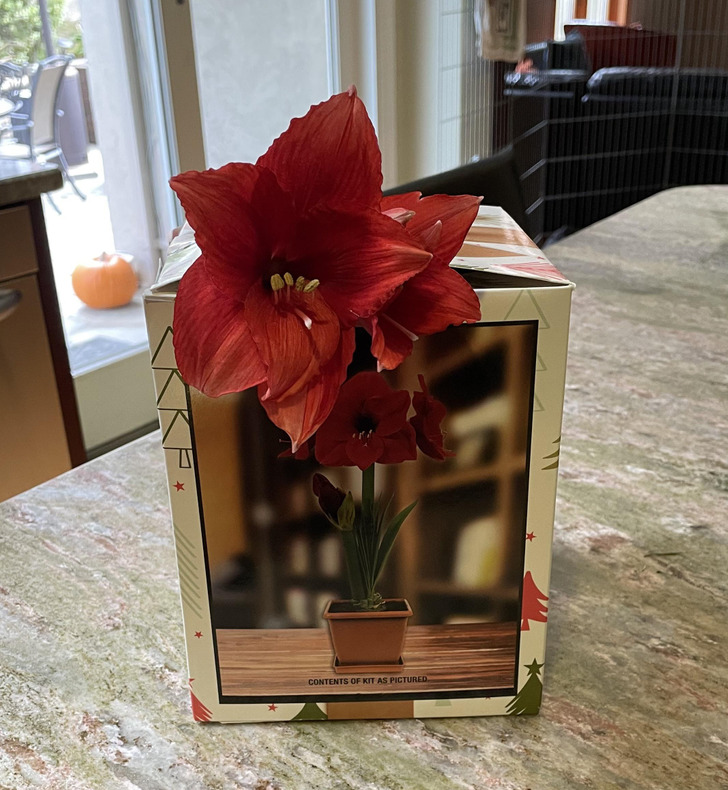 Illustration de l'article : Ces 17 photos qui montrent que Dame Nature a de l'humour