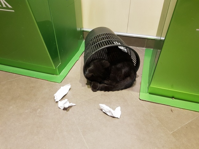 Illustration de l'article : 27 situations inattendues dans lesquelles se sont retrouvés certains animaux