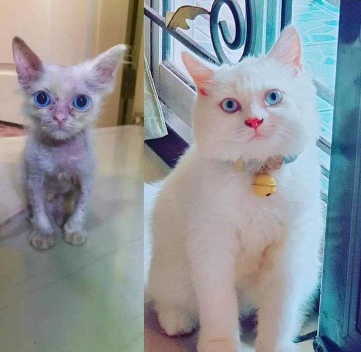 Illustration de l'article : Ces 17 photos d'animaux qui ont trouvé un foyer aimant