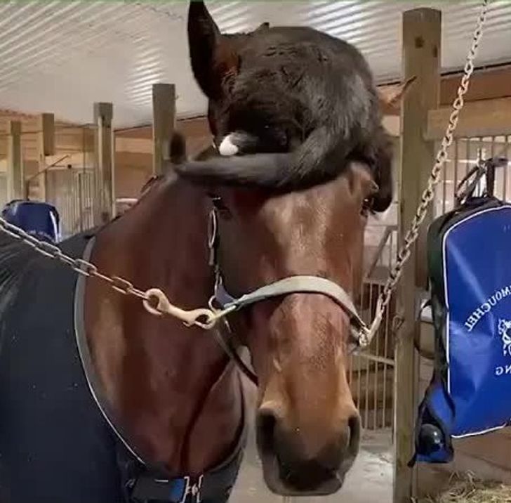 Illustration de l'article : Ces 20 photos de chats qui ont une drôle d'idée du confort