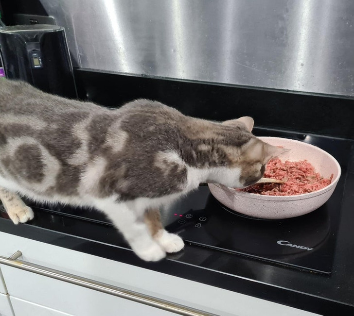 Illustration de l'article : Ces 19 photos de chats qui défient toutes les lois établies