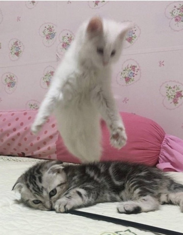 Illustration de l'article : Ces 19 photos capturées pile au bon moment