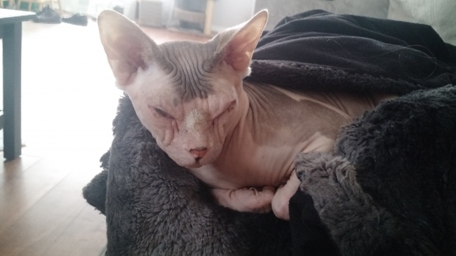 Illustration de l'article : 24 personnes ayant découvert des choses improbables dans leurs maisons