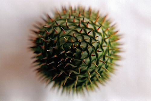 Illustration de l'article : La nature crée de merveilleuses œuvres d’art, comme le montrent ces 31 photos