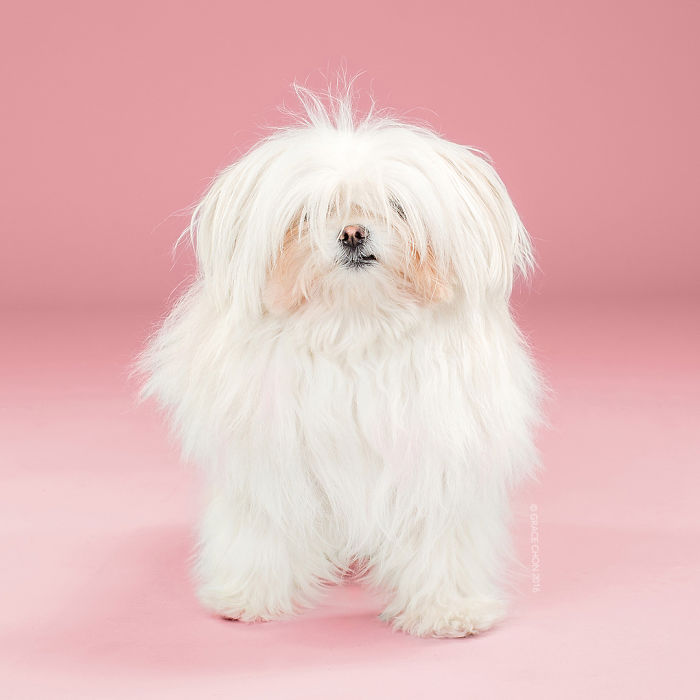 Illustration de l'article : 16 chiens photographiés avant et après une bonne coupe pour l'été !