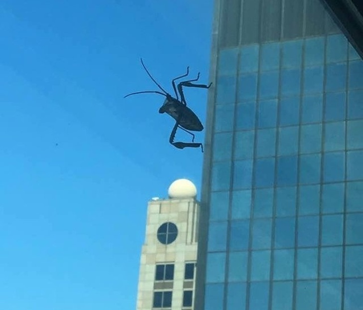 Illustration de l'article : Ces 16 photos qui jouent des tours au cerveau