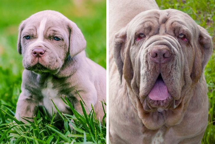 Illustration de l'article : Ces 20 photos de chiots devenus des molosses