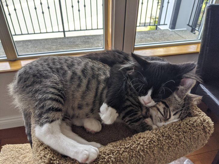 Illustration de l'article : Ces 17 photos d'animaux qui ont trouvé un foyer aimant