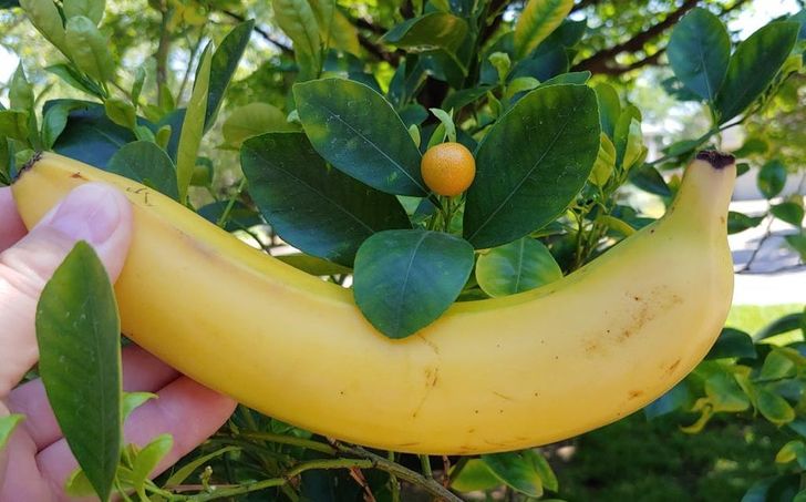 Illustration de l'article : Ces 18 fois où la nature s'est surpassée