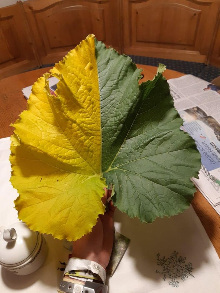 Illustration de l'article : Ces 19 photos qui illustrent la beaut&eacute; de la nature 