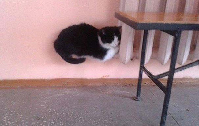 Illustration de l'article : Ces 22 curieux moments capturés au bon moment