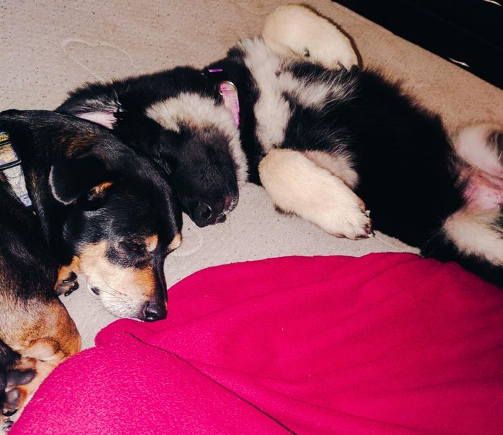 Illustration de l'article : Ces 19 photos illustrant les plus belles amitiés entre animaux de compagnie