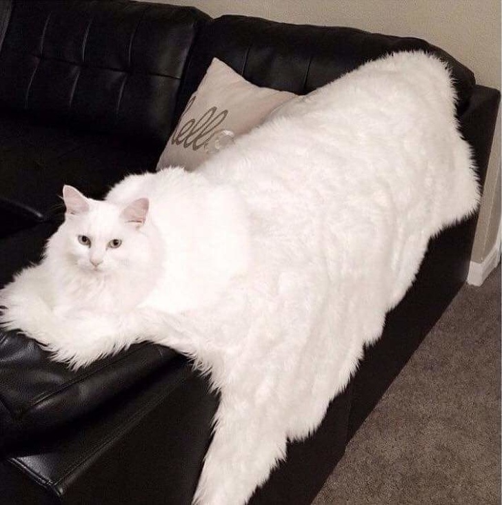 Illustration de l'article : Ces 18 visions légèrement modifiées par la perspective