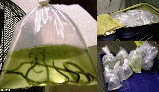 Illustration de l'article : 9 découvertes les plus insolites par la douane aux aéroports