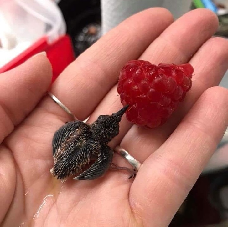 Illustration de l'article : Ces 24 photos qui montrent la joie de vivre