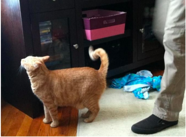 Illustration de l'article : 25 photos qui tromperont même les esprits les plus perspicaces